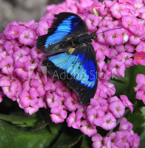 Papillon bleu  Motyle Fototapeta