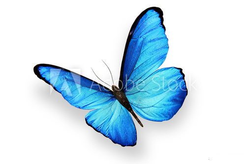 butterfly macro background  Motyle Fototapeta