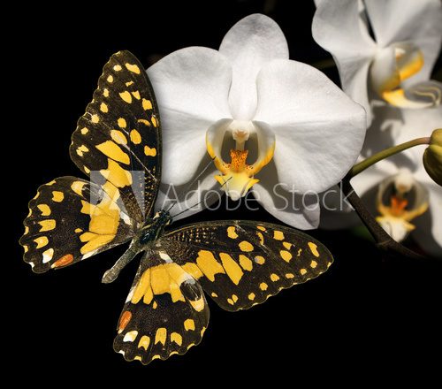 White orchid and butterfly on a black background  Motyle Fototapeta