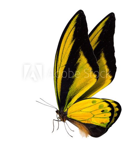 butterfly macro background  Motyle Fototapeta