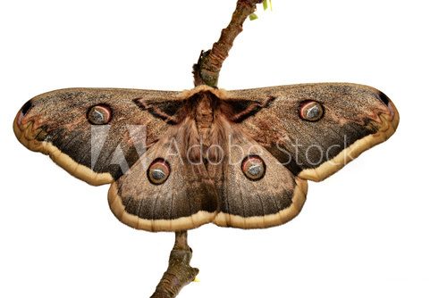 Large Emperor moth (Saturnia pyri) female,  Motyle Fototapeta