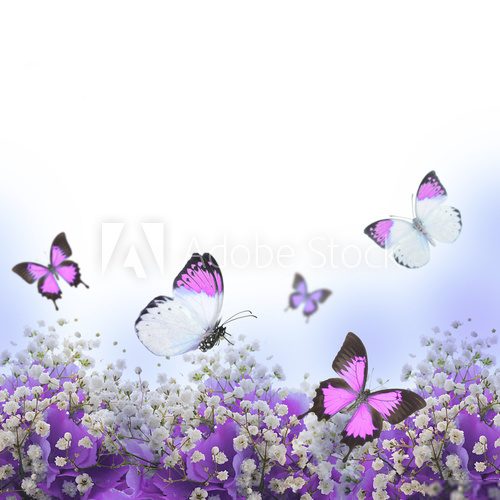 Flowers in a bouquet, blue hydrangeas and butterfly  Motyle Fototapeta