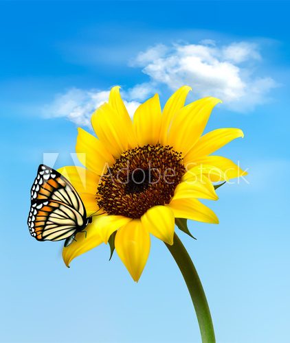 Background with sunflower field over cloudy blue sky. Vector  Motyle Fototapeta