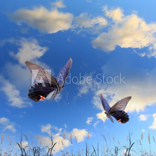 Butterfly and beautiful sky and cloud  Motyle Fototapeta