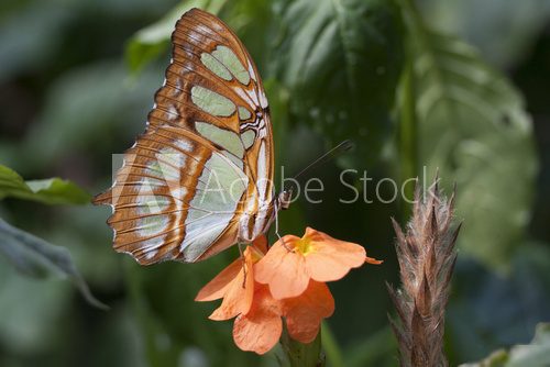 Colored butterfly on an orange flower.  Motyle Fototapeta