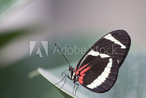 Butterfly in its natural environment  Motyle Fototapeta