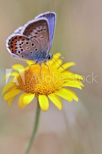 Silver-studded Blue (Plebejus argus) butterfly  Motyle Fototapeta
