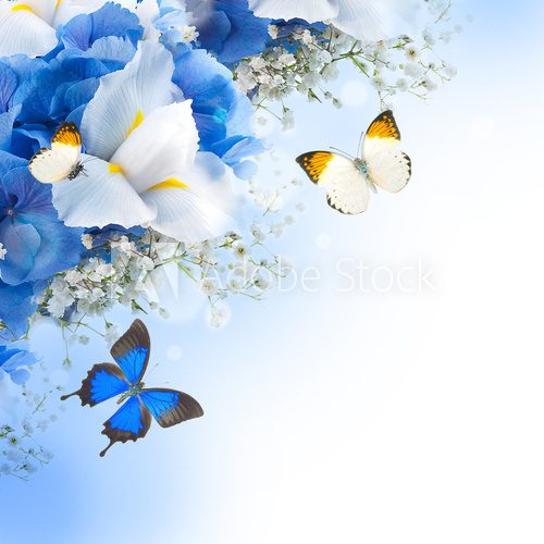 Flowers and butterfly, blue hydrangeas and white irises  Motyle Fototapeta