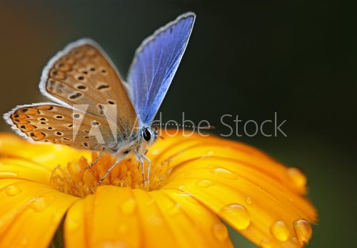 blue butterfly on black background  Motyle Fototapeta