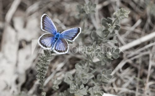 Butterfly....  Motyle Fototapeta