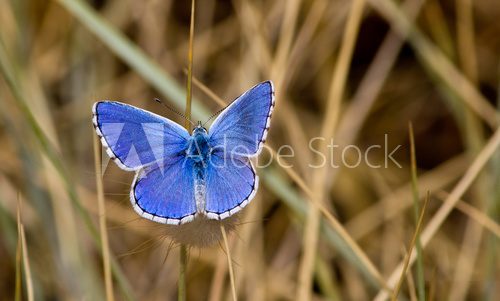 Blue butterfly  Motyle Fototapeta