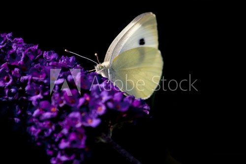 Small White - Butterfly  Motyle Fototapeta