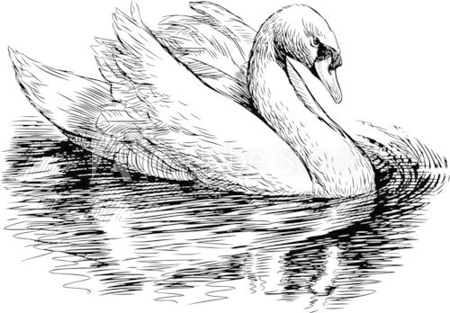 white swan  Drawn Sketch Fototapeta