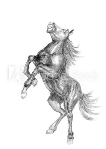 horse sketch  Drawn Sketch Fototapeta