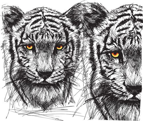 Sketch of white tiger  Drawn Sketch Fototapeta