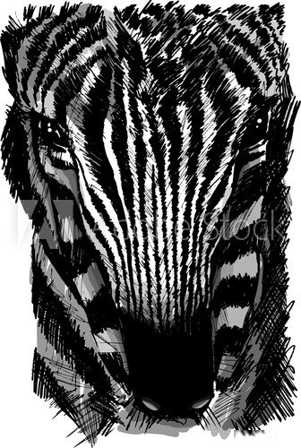 Sketch of a zebra head  Drawn Sketch Fototapeta