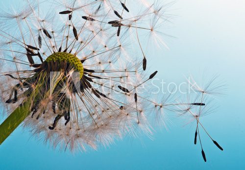Abflug / Flugschirme der Pustblume beim Start  Dmuchawce Fototapeta