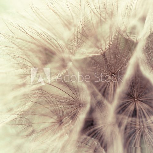 Abstract closeup of a meadow salsify  Dmuchawce Fototapeta