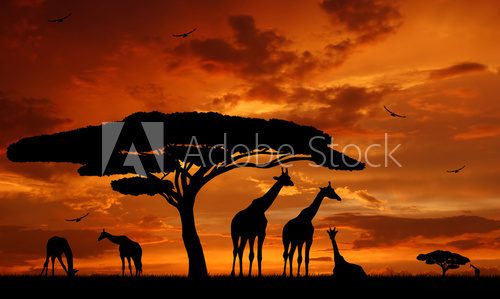 Afryka: żyrafy układają się do snu
 Krajobrazy Obraz