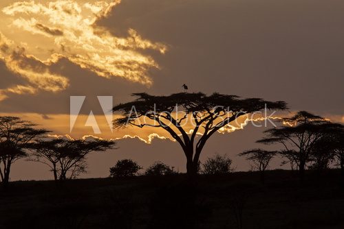 Afrykańskie zachody słońca. Akacje.  Afryka Fototapeta