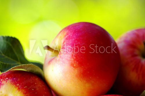 Aksamitna słodycz - dojrzałe jabłka Owoce Obraz
