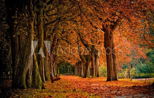 autumn colors in the forest  Optycznie Powiększające Fototapeta