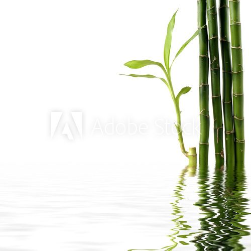 Bambusowe tyki pośród wodnych mgieł Fototapety do Łazienki Fototapeta