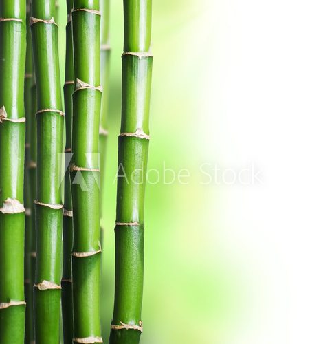 Bambus – zieleń w stylu spa
 Fototapety do Łazienki Fototapeta