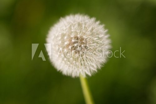 beautiful dandelion on nature  Dmuchawce Fototapeta