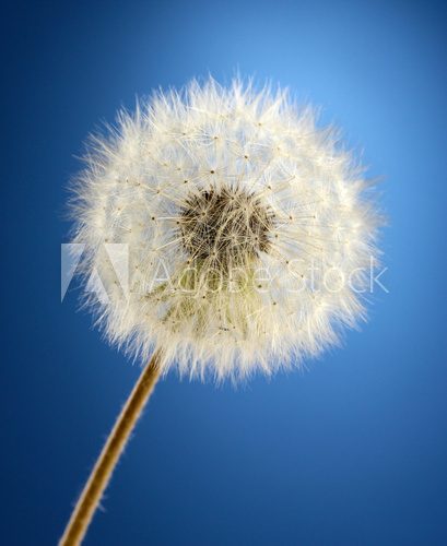 Beautiful dandelion with seeds on blue background  Dmuchawce Fototapeta