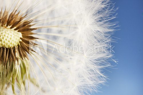 Beautiful dandelion with seeds on blue background  Dmuchawce Fototapeta
