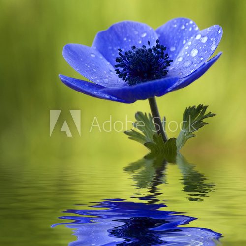 Błękit anemonu – kolory natury
 Obrazy do Łazienki Obraz