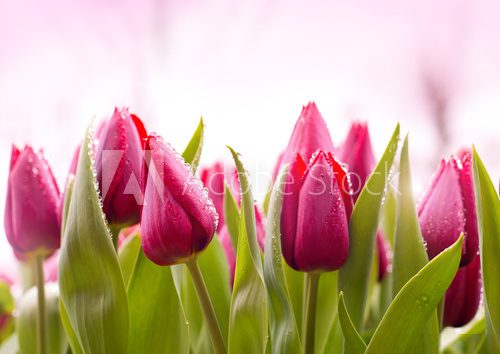 Bukiet tulipanów. Magia świeżości. Kwiaty Fototapeta