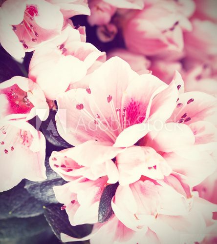 Bukiet z różowym akcentem Kwiaty Fototapeta