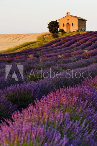 chapel with lavender and grain fields, Plateau de Valensole, Pro Prowansja Fototapeta