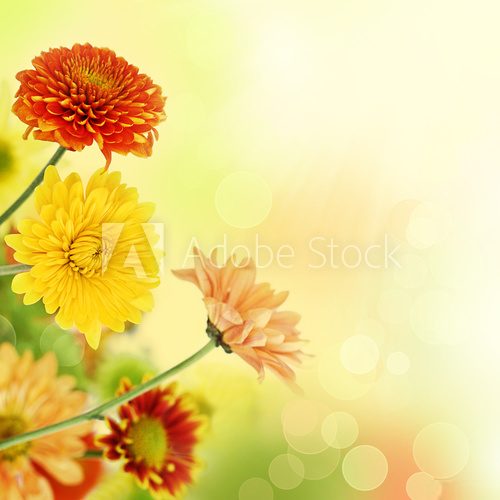 Chryzantemy w kolorze słońca i starego złota
 Kwiaty Fototapeta