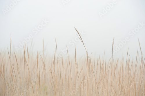 Ciekawe co skrywa mgła? Fototapety do Sypialni Fototapeta