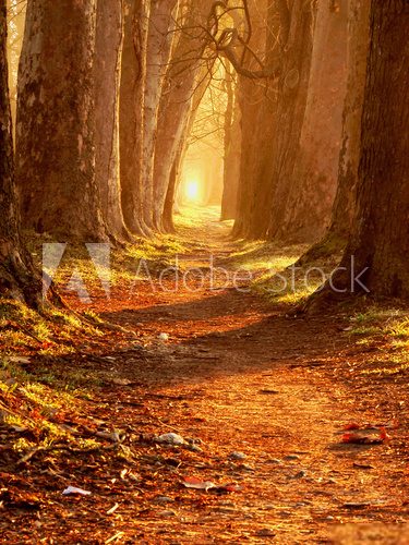 Ciepła jesień – leśna droga
 Krajobrazy Obraz