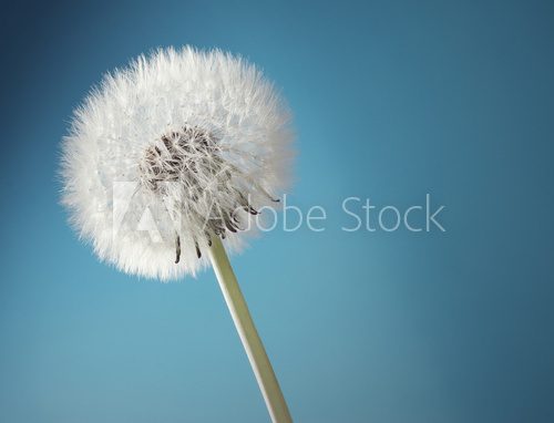 Close-up of a dandelion  Dmuchawce Fototapeta