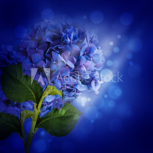 Czar niebieskiem hortensji Kwiaty Fototapeta