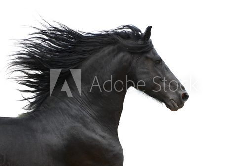 Czarny koń w galopie – esencja pasji
 Fototapety do Sypialni Fototapeta