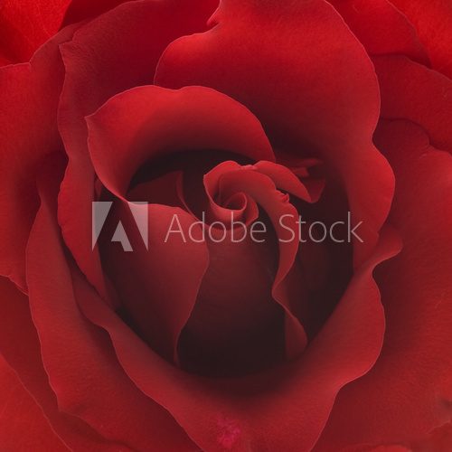 Czerwona róża z bardzo bliska
 Kwiaty Fototapeta