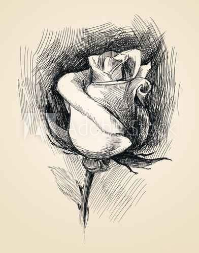 Czysta niewinność – białe róże
 Kwiaty Obraz