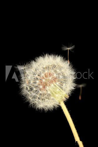 Dandelion and flying seeds on black background  Dmuchawce Fototapeta