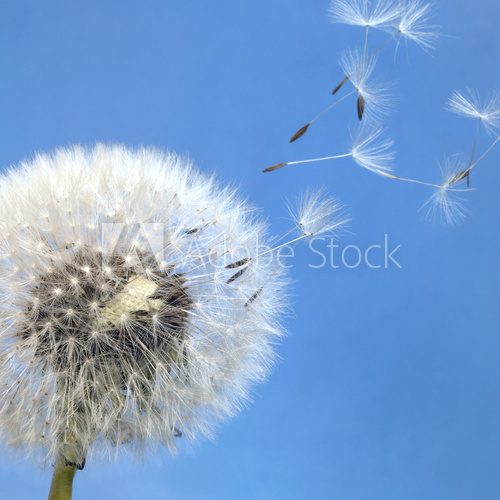 dandelion blowball and flying seeds  Dmuchawce Fototapeta