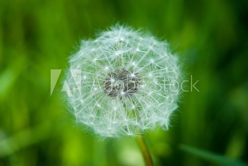 Dandelion in green field  Dmuchawce Fototapeta