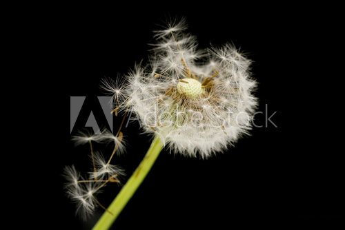 dandelion on a black background. macro  Dmuchawce Fototapeta