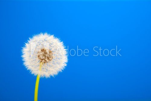 dandelion on blue background  Dmuchawce Fototapeta