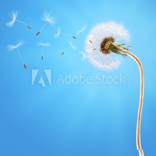 Dandelion on the long stem and on the blue sky  Dmuchawce Fototapeta