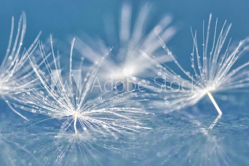 dandelion seed with drops  Dmuchawce Fototapeta
